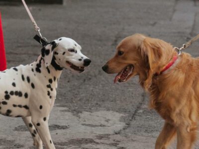 Passeios Diários e Pet Sitting para Cães e Gatos