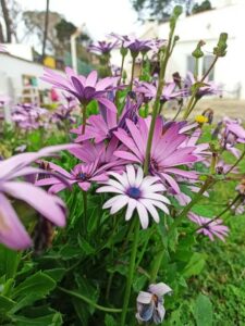 Serviços de Jardinagem e Manutenção de Jardins