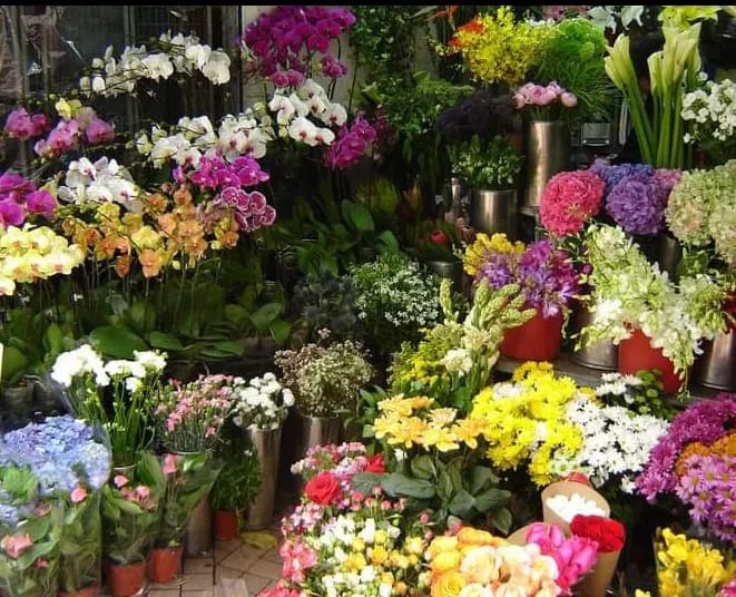 Serviços de Jardinagem e Manutenção de Jardins