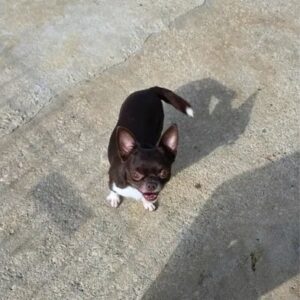 Chihuahua Macho Procura Parceira para Acasalamento