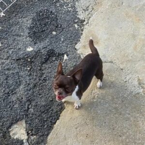 Chihuahua Macho Procura Parceira para Acasalamento